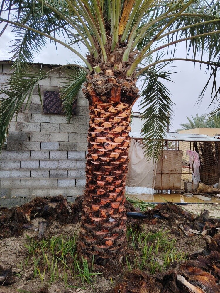 Ali Al Baloshi - 4