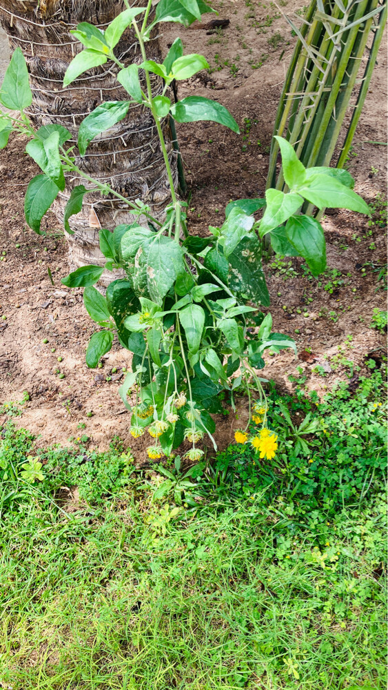 Professional Gardener | - 7