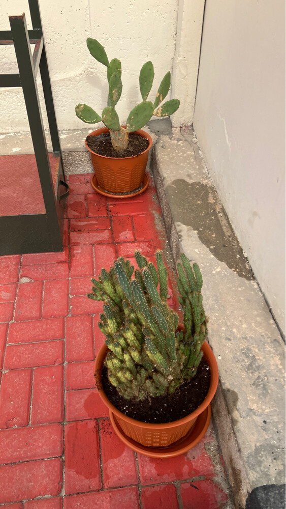 Professional Gardener | - 2