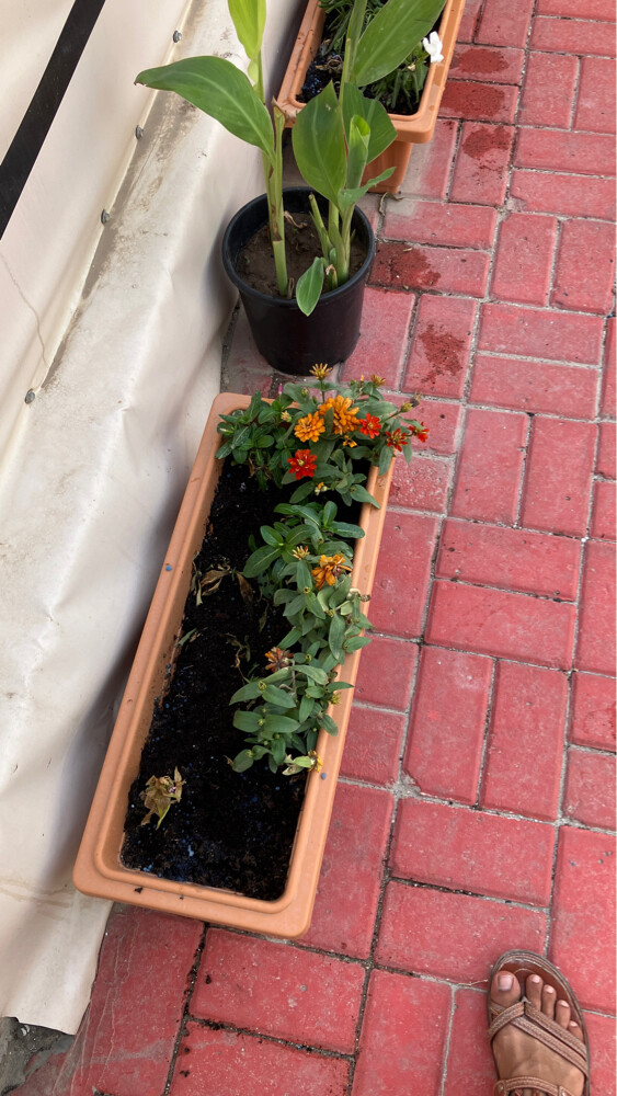 Professional Gardener | - 4