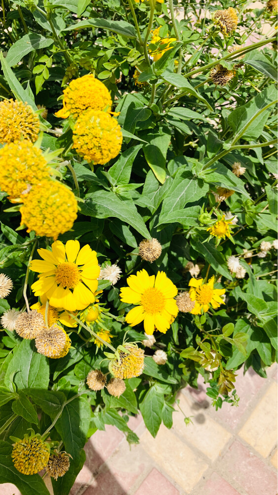 Professional Gardener | - 1