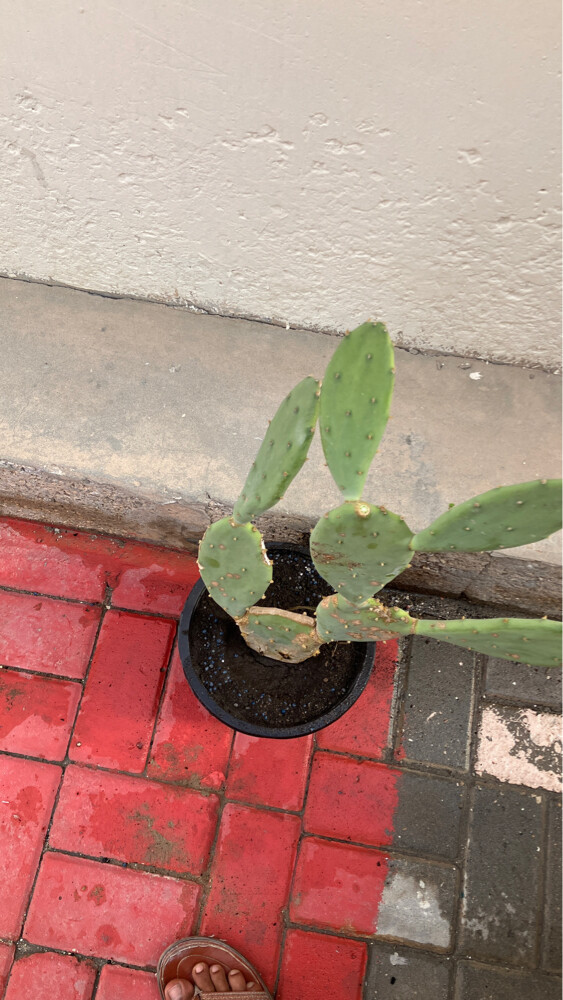 Professional Gardener | - 3
