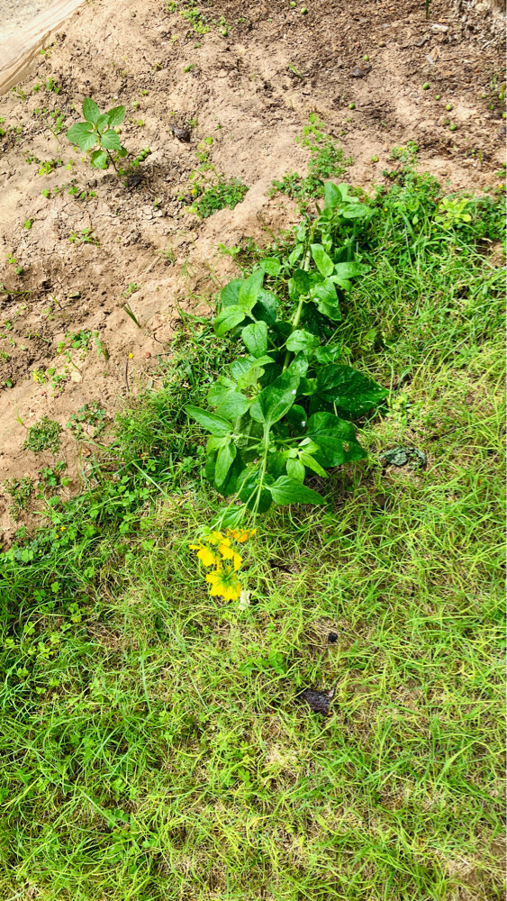 Professional Gardener | - 8