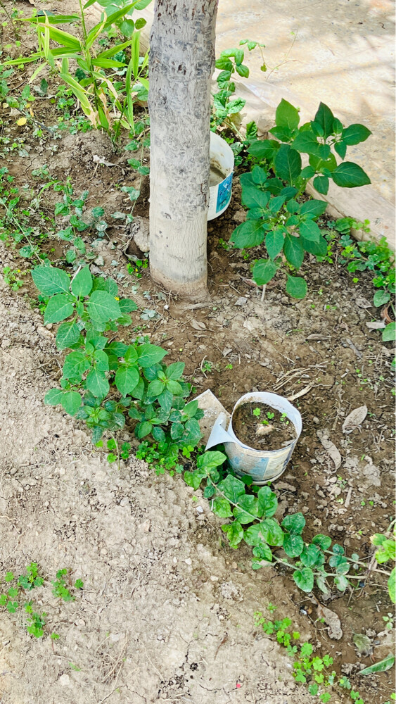 Professional Gardener | - 6