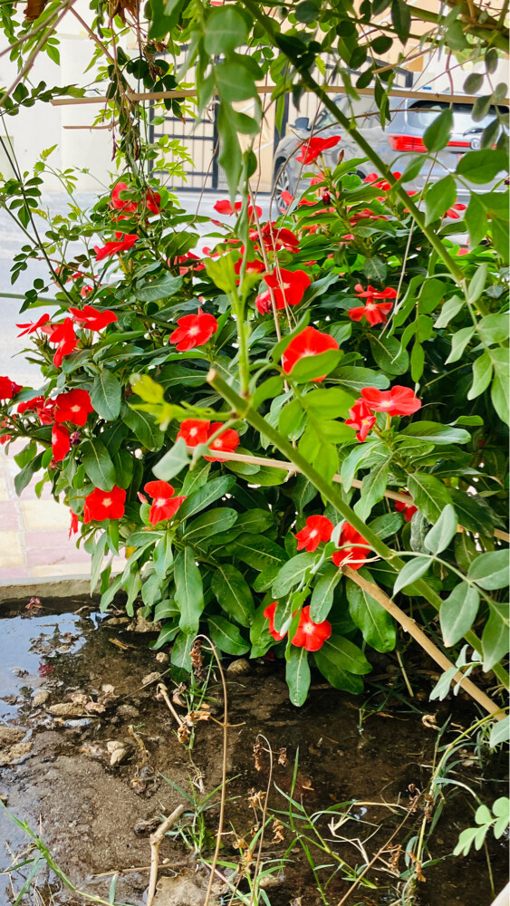 Professional Gardener | - 5