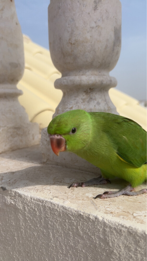 The Indian Parrot Al-Durra Is Lost - 2