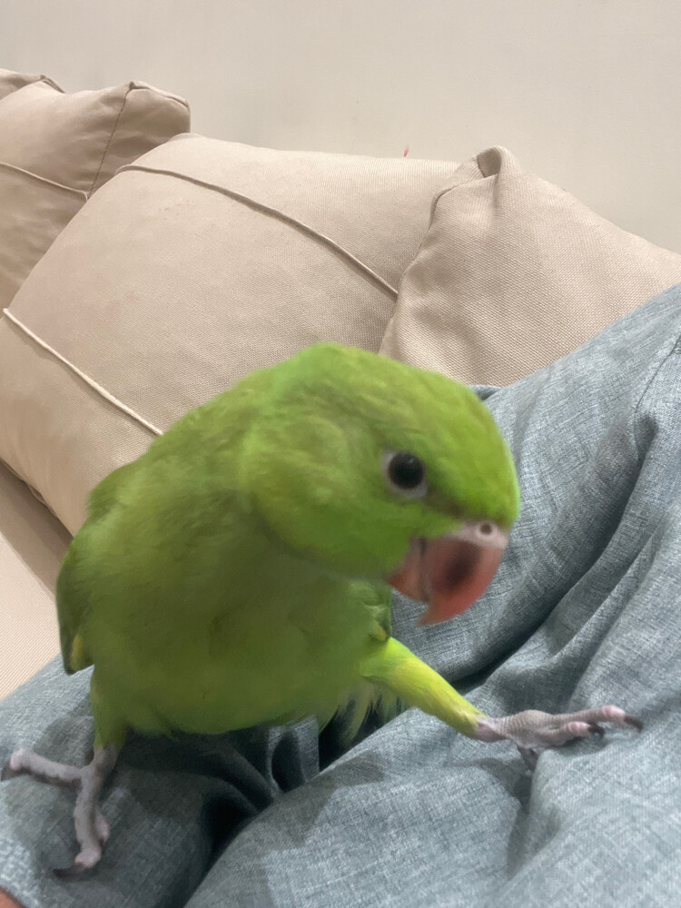The Indian Parrot Al-Durra Is Lost - 3