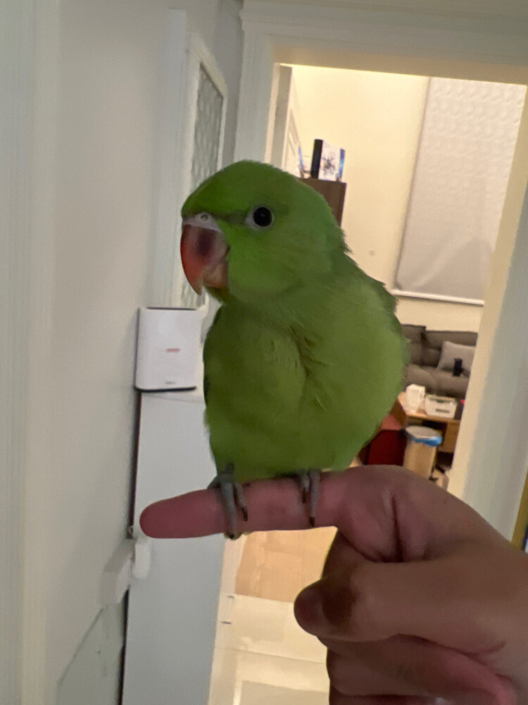 The Indian Parrot Al-Durra Is Lost - 1