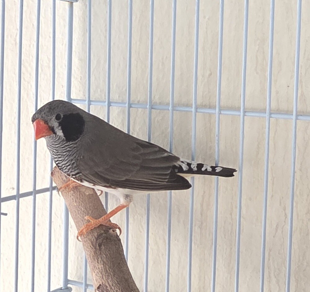Black cheek finch pair with eggs - 1