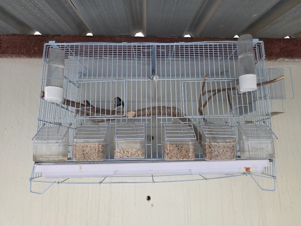 Black cheek finch pair with eggs - 4