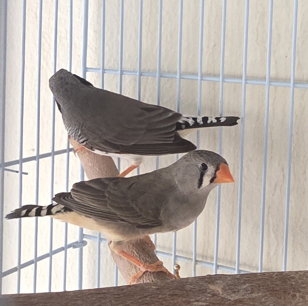 Black cheek finch pair with eggs - 2