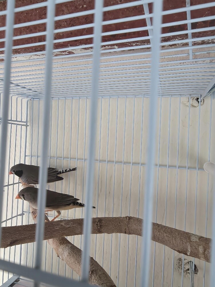 Black cheek finch pair with eggs - 3