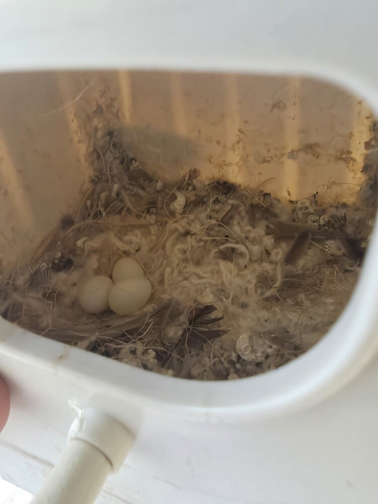 Black cheek finch pair with eggs - 6