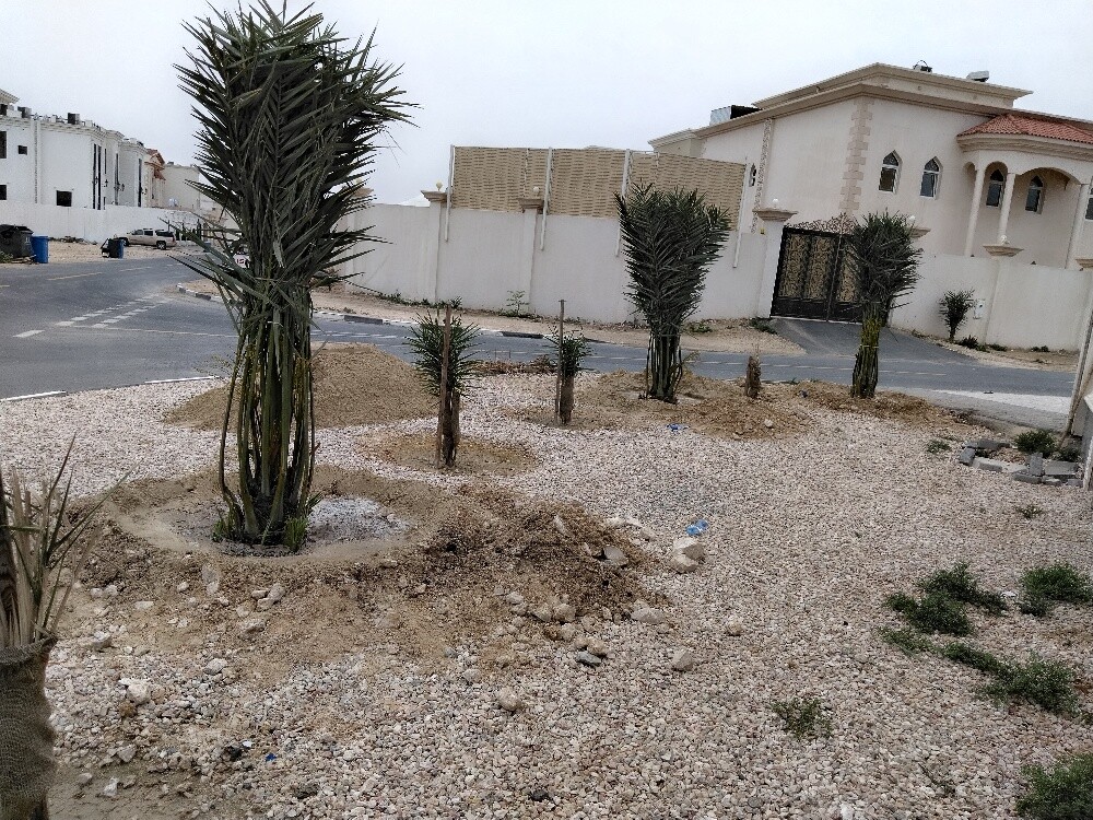 النخيل - 2