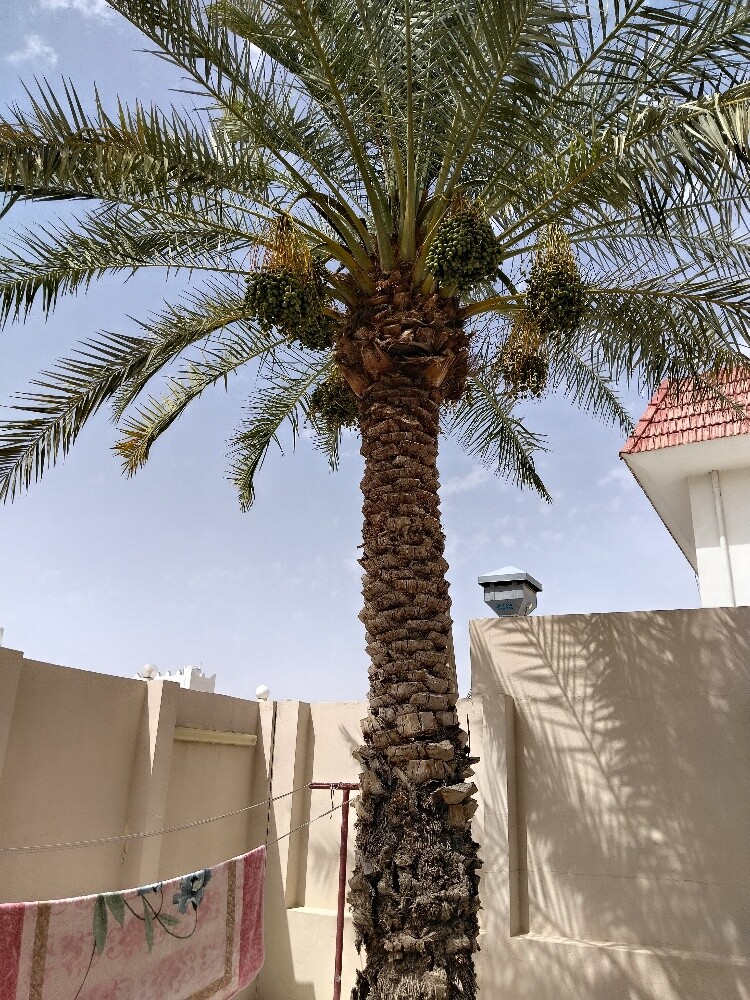 النخيل - 3