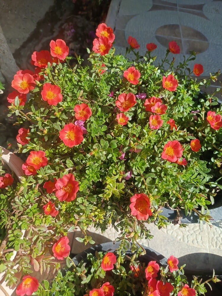 Zakriya balooshi - 3
