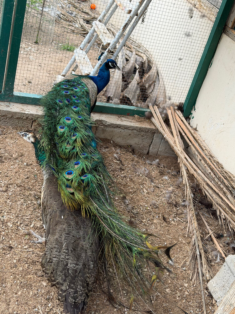 طاووس ذكر - 3