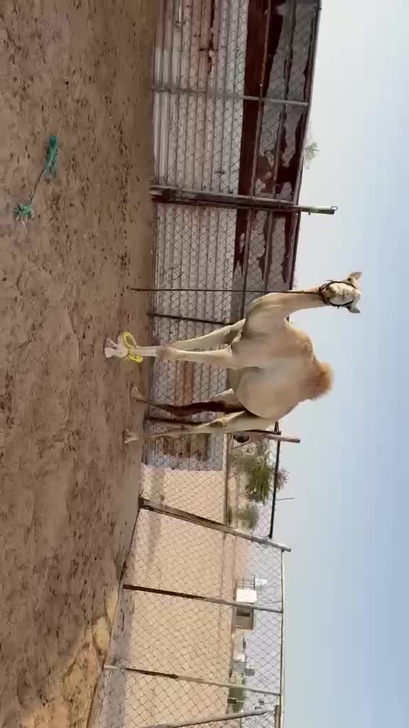 تم البيع بكره معشر - 1