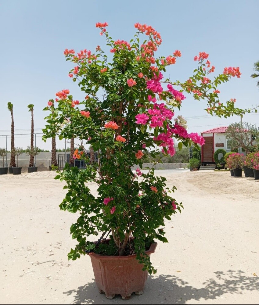 الصياقص - 2