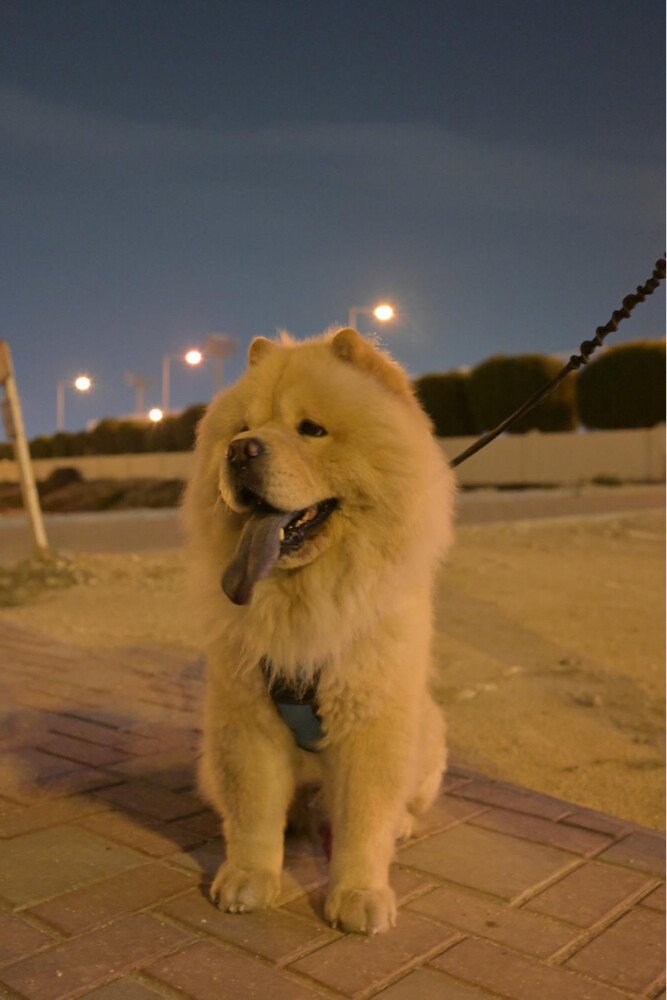 LOST DOG - 4
