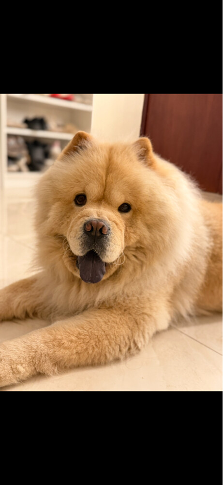 LOST DOG - 1