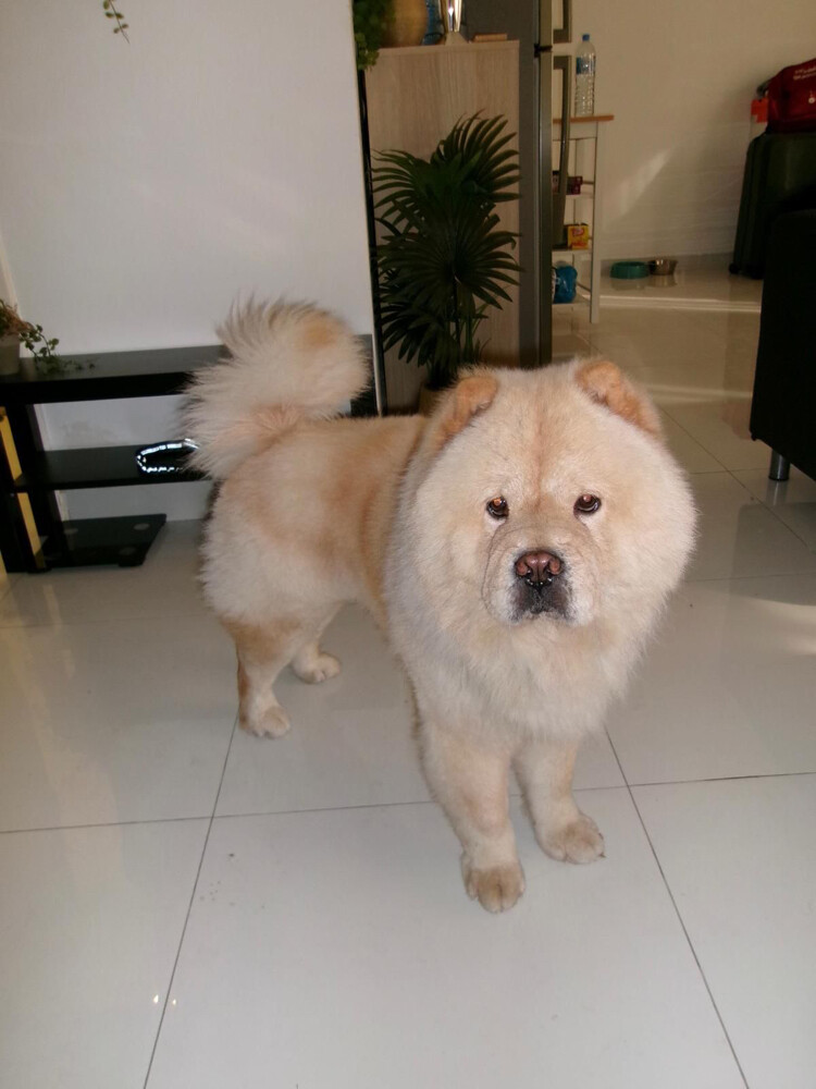 LOST DOG - 3