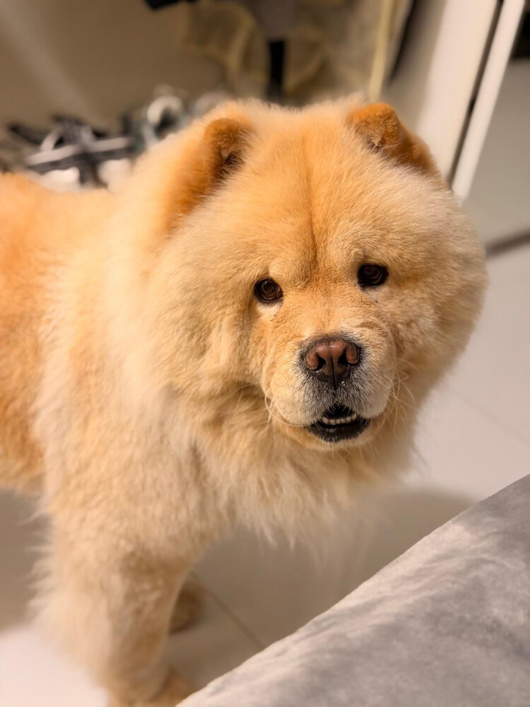 LOST DOG - 2