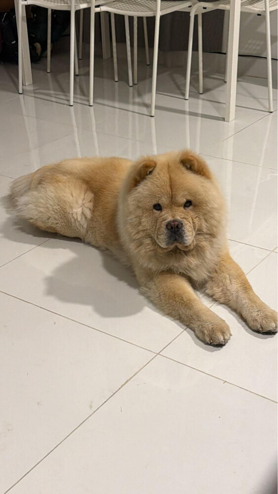 LOST DOG - 5