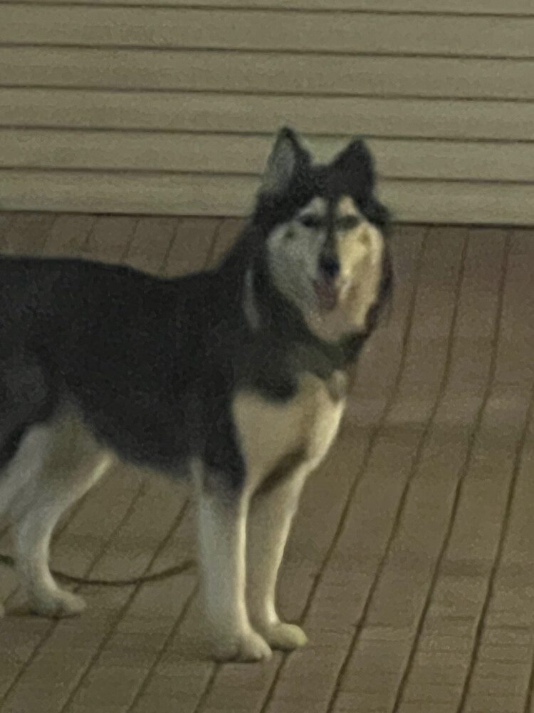 2 husky dog - 1