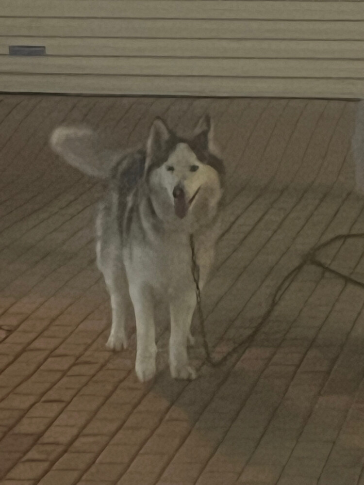 2 husky dog - 2