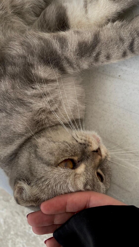 scottish fold cat - 5