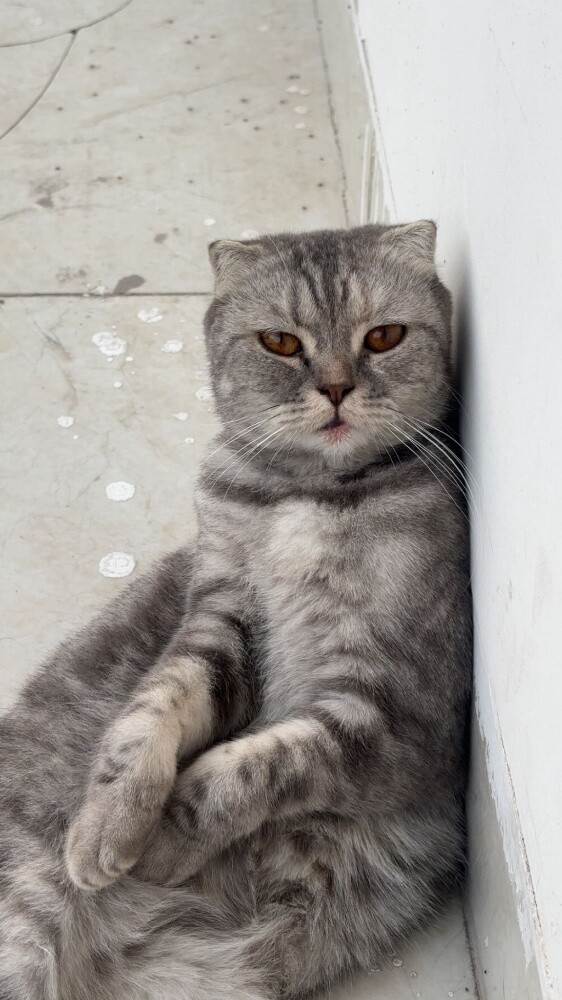 scottish fold cat - 4