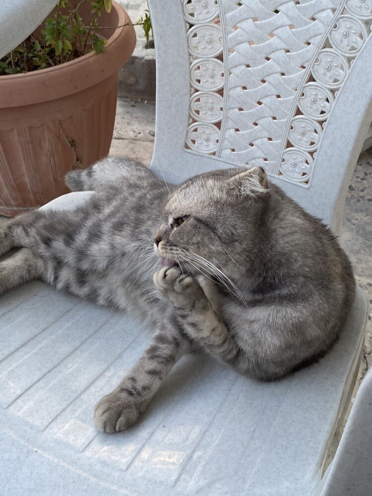 scottish fold cat - 6