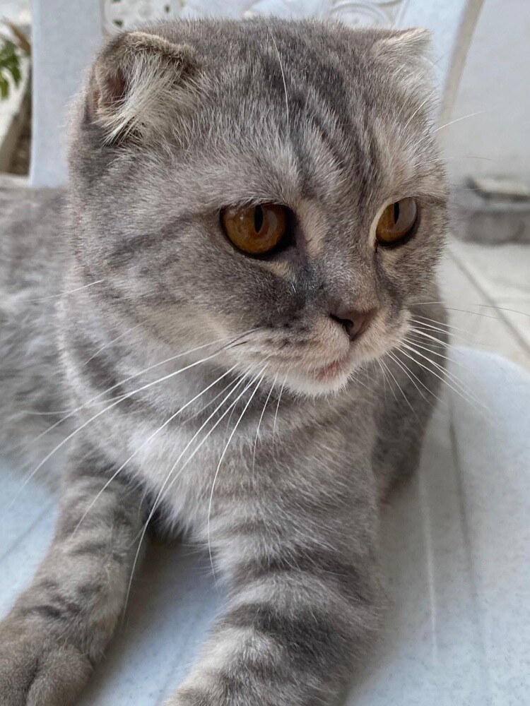 scottish fold cat - 2