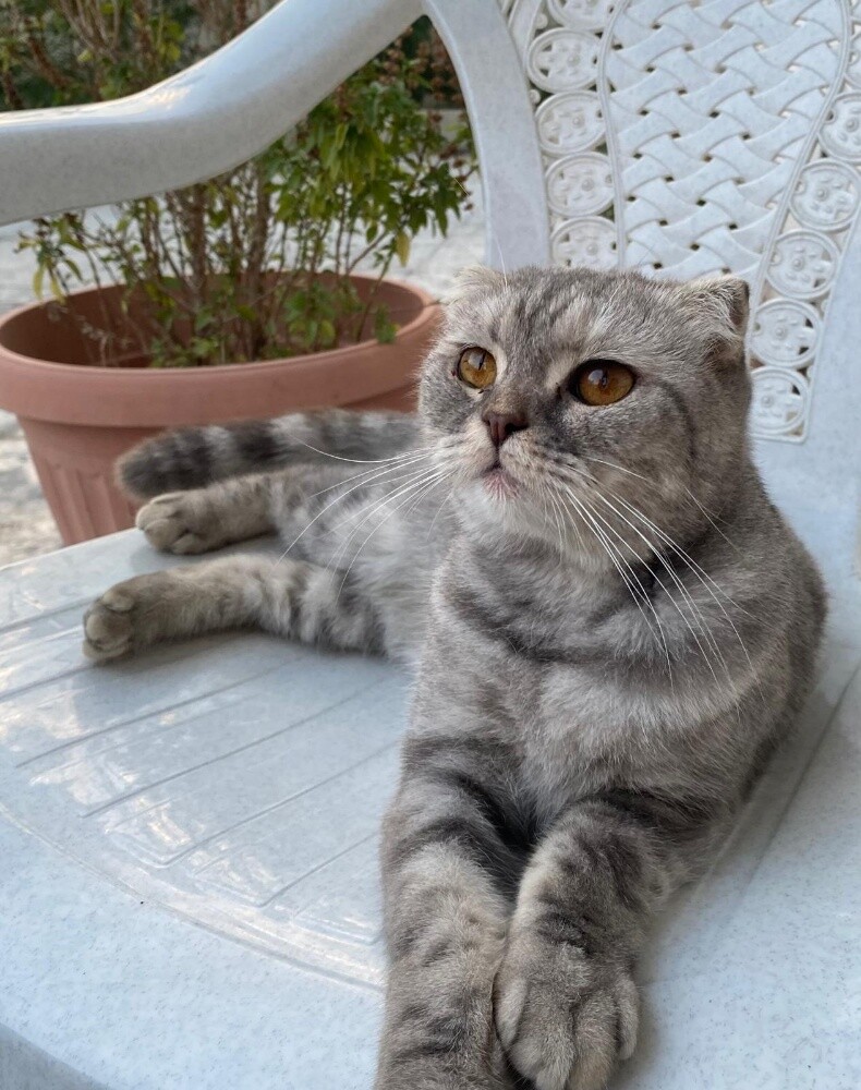 scottish fold cat - 1