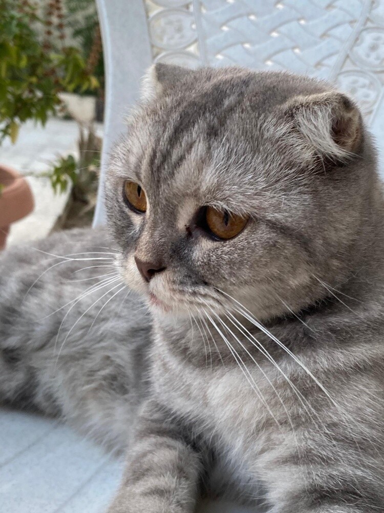 scottish fold cat - 3