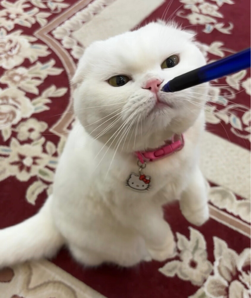 missing cat - 5