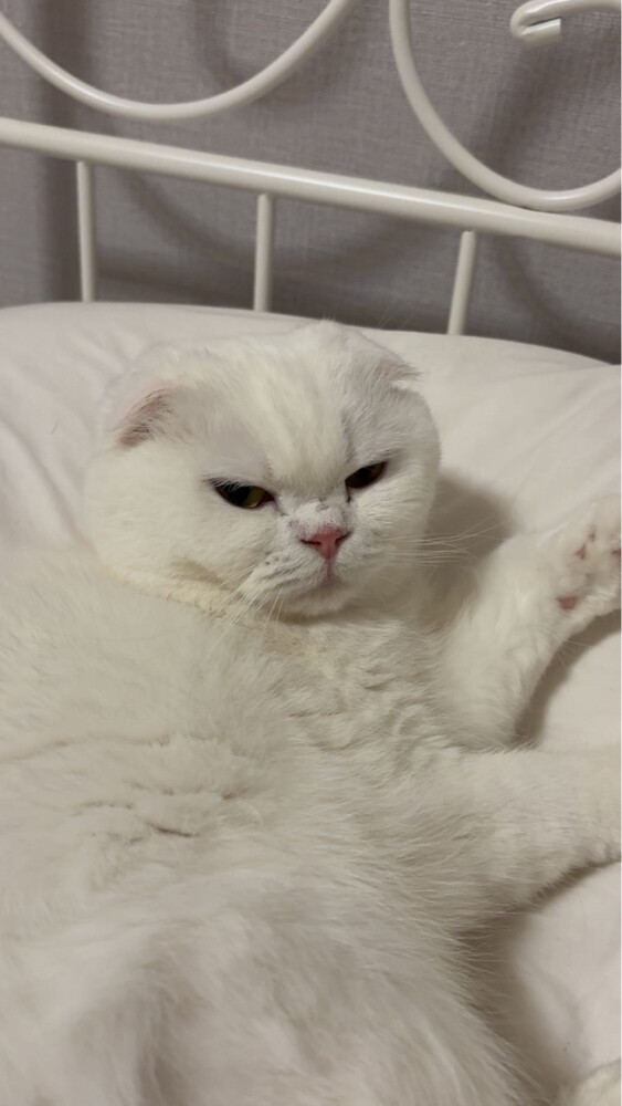 missing cat - 3