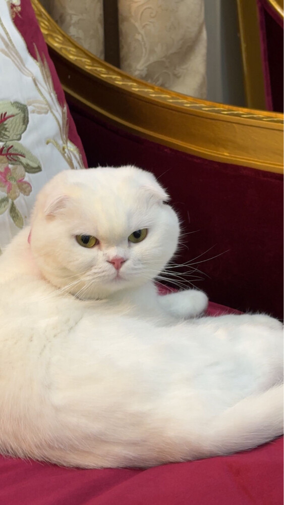 missing cat - 4