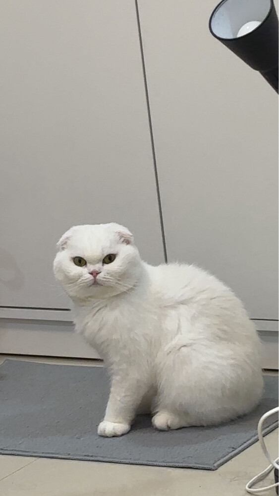 missing cat - 2