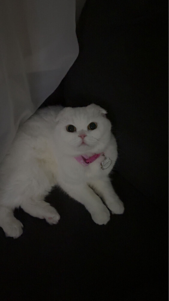 missing cat - 1