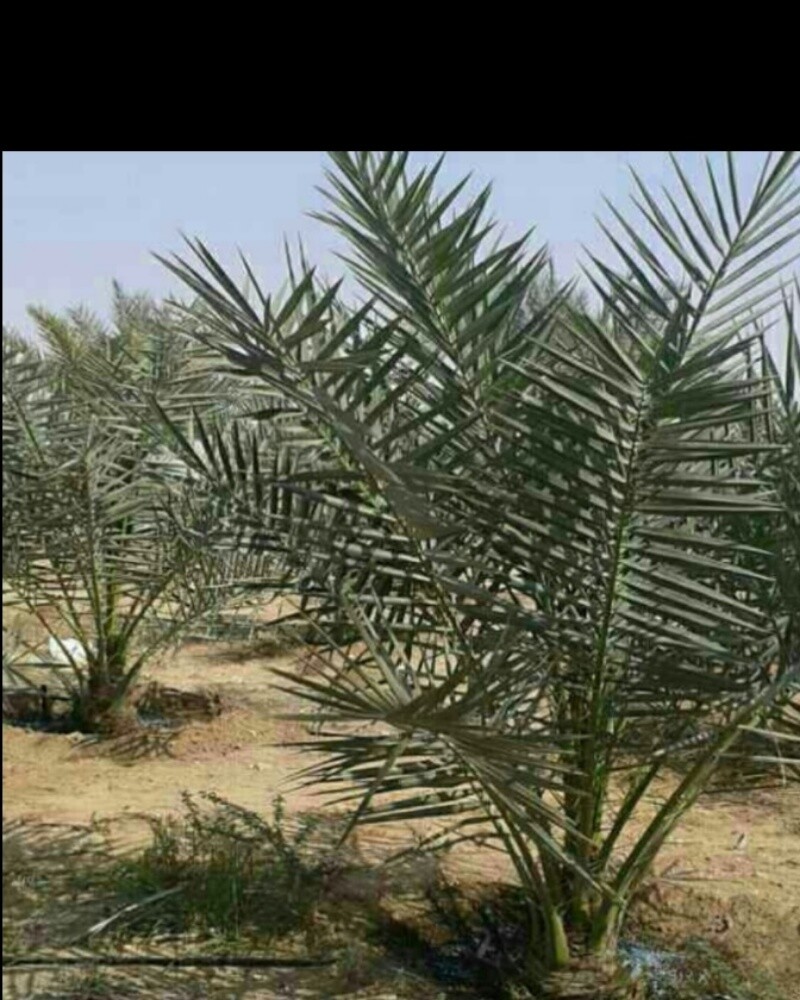 النخيل - 7