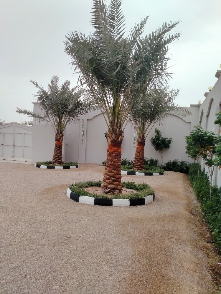 النخيل - 8