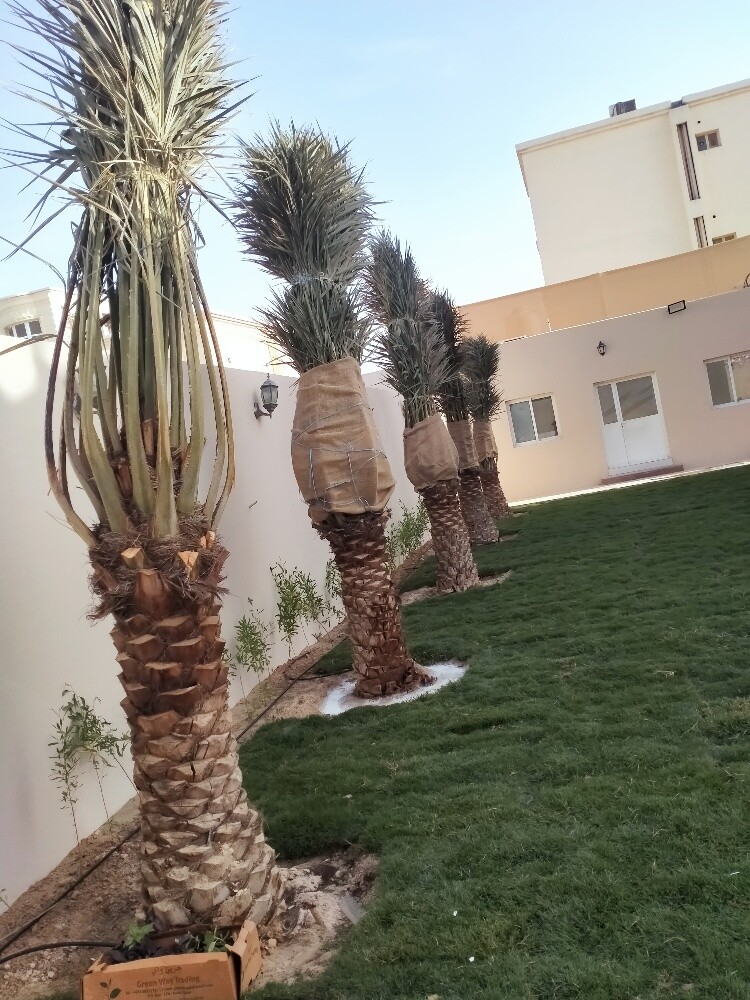 النخيل - 9