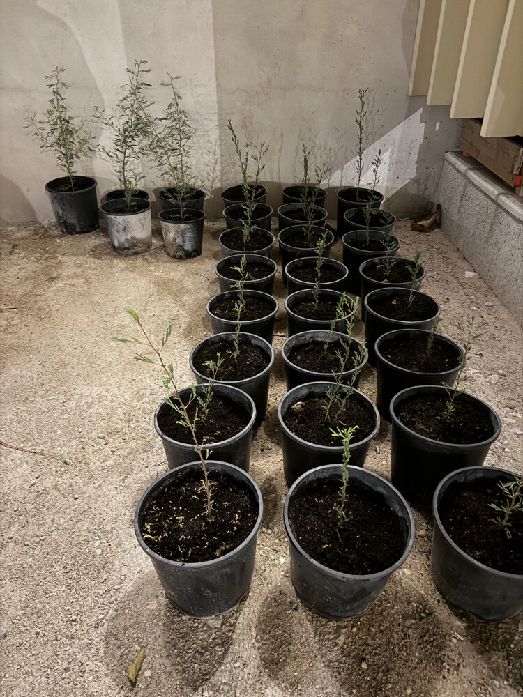 trees and sand - 9