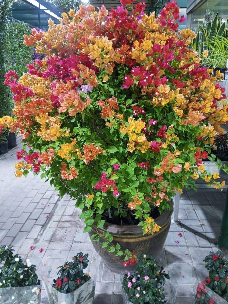 مزرعه الورود - 6