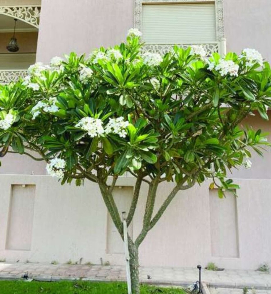 مزرعه الورود - 8