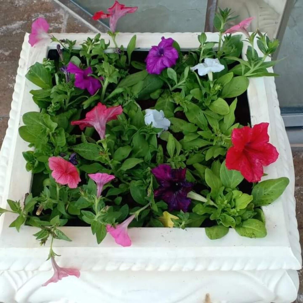مزرعه الورود - 1