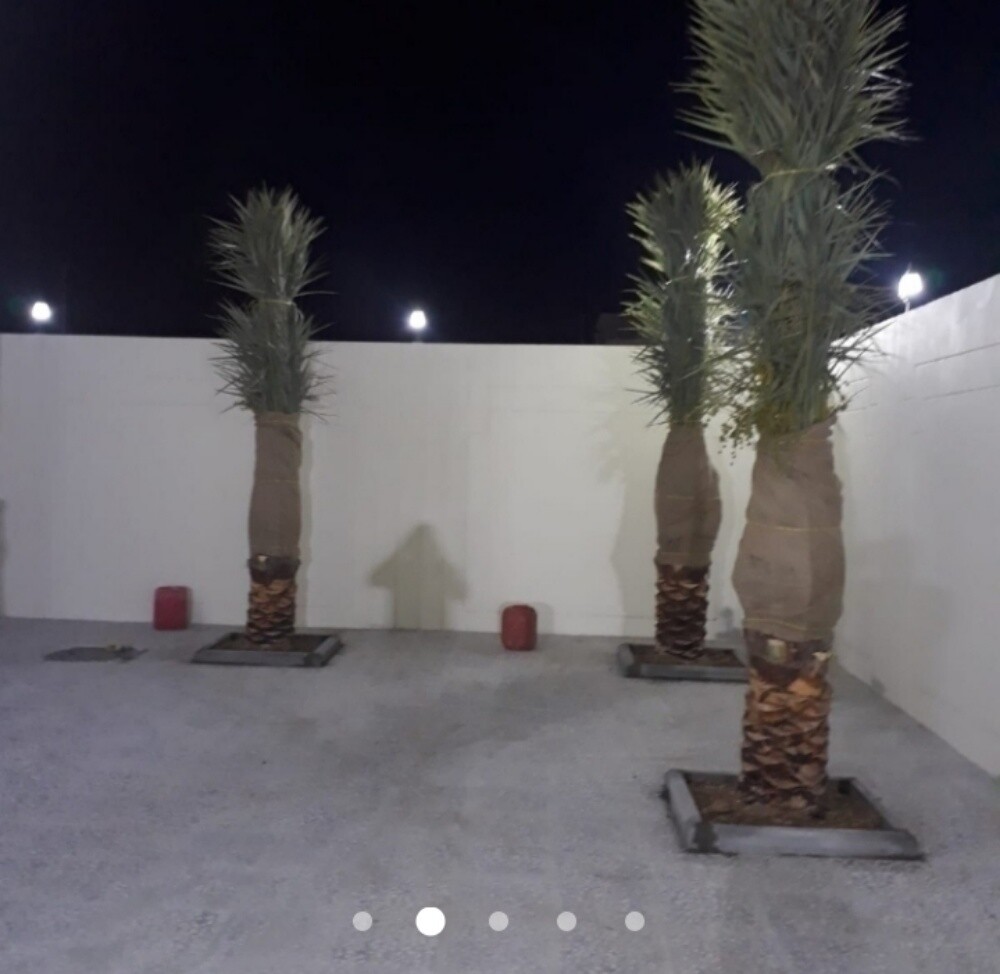 النخل - 6