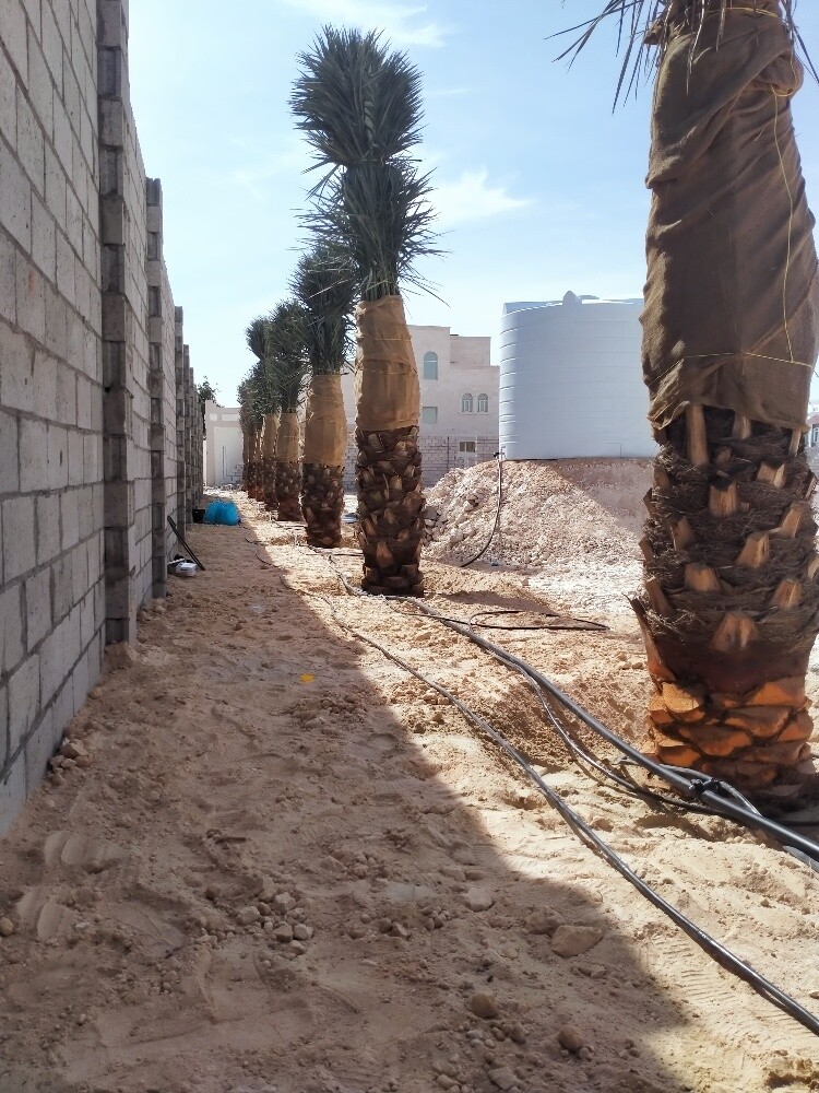 النخل - 4